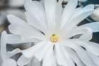 Washington State, Bellevue. Star Magnolia Art Print